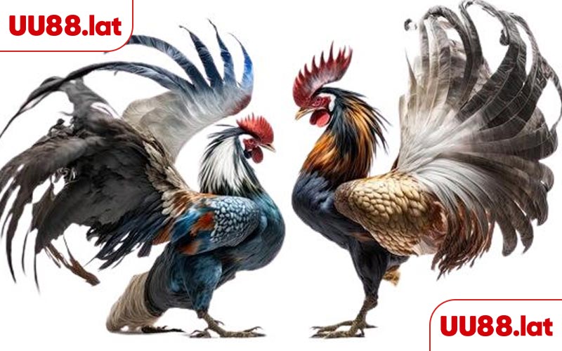 Các hình thức đá gà UU88 nổi bật nhất