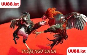 Thuật ngữ đá gà