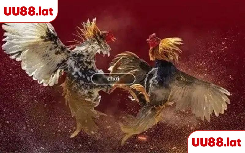 Thuật ngữ đá đá gà dùng trong thi đấu