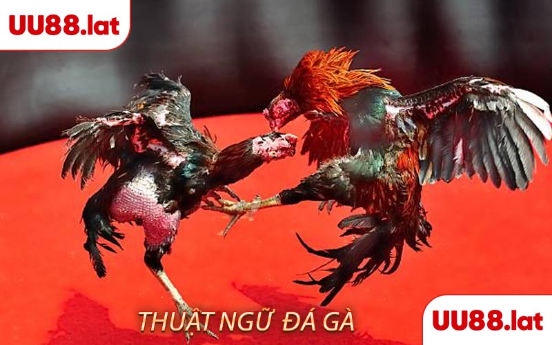 Thuật ngữ đá gà