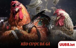 Kèo cược đá gà