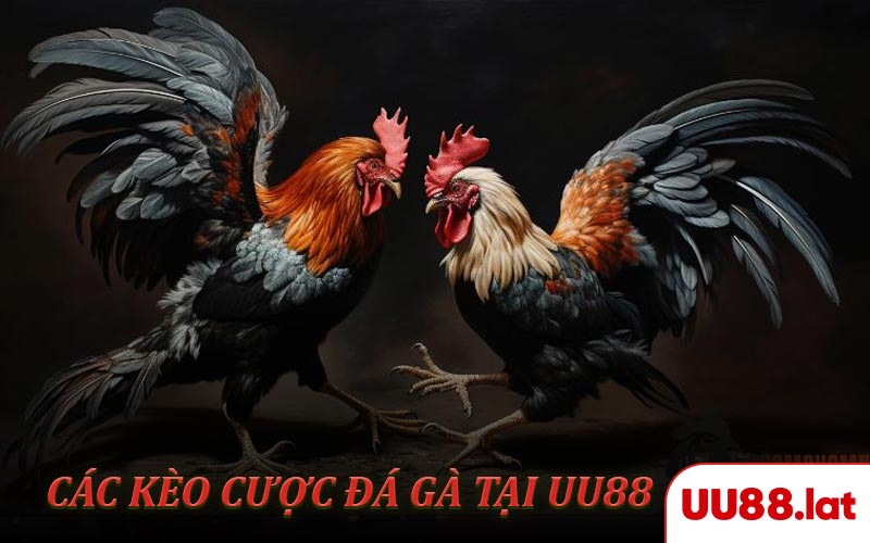 Một số kèo cược đá gà phổ biến tại UU88