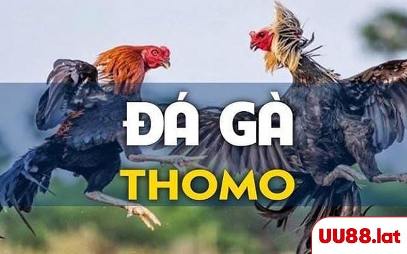Tim hiểu sơ lược về trực tiếp đá gà Thomo
