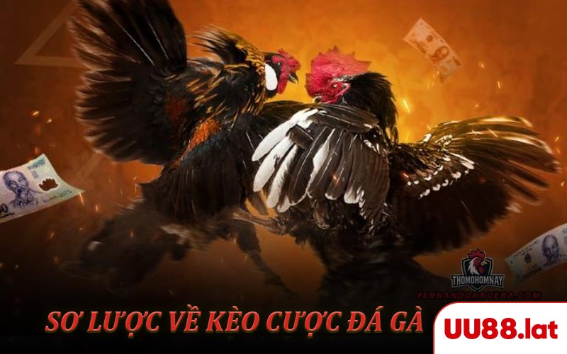 Tổng quan sơ lược về kèo cược đá gà