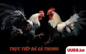 Trực Tiếp Đá Gà Thomo - Màn So Găng Đỉnh Cao Hàng Đầu Châu Á